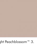 Little Greene Wandfarbe Light Peachblossom warme Farbe rosa hochwertige Farbe Schlafzimmer Wohnzimmer Esszimmer